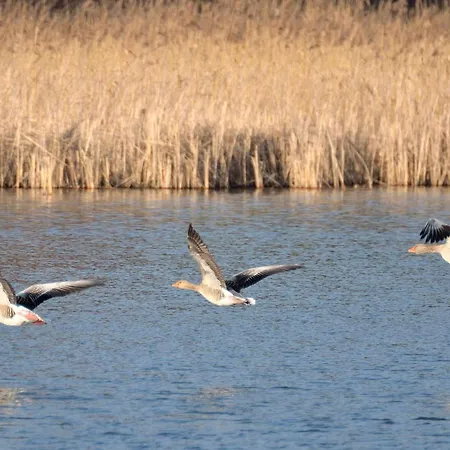 Ferienhaus-landurlaub-mit-kamin * Schwarz (Mecklenburgische Seenplatte)