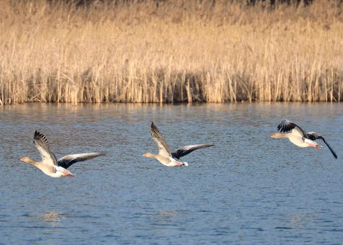 Ferienhaus-landurlaub-mit-kamin * Schwarz (Mecklenburgische Seenplatte)